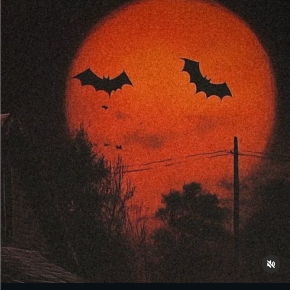 Meet your Posher, Jackson - Picture 3 of 3